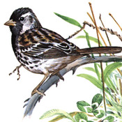 Harris's Sparrow